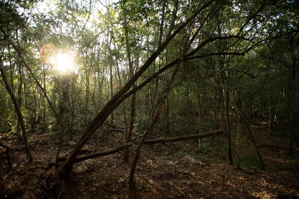 Ojo De Arbol, Boutique Cabin In The Real Jungle Tulum Exterior photo